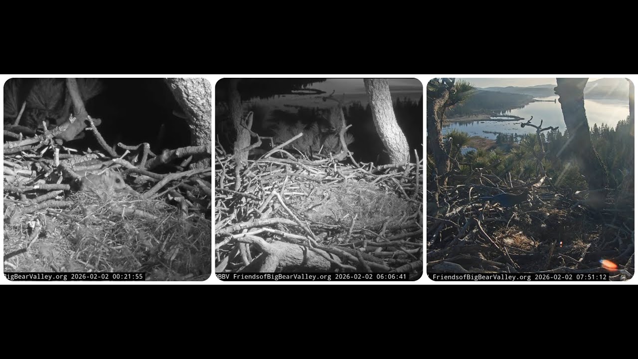 Fiona, Jackie and Shadow's morning conversation, Jay takes away the eggshell 02.02.2026 @FOBBVCAM