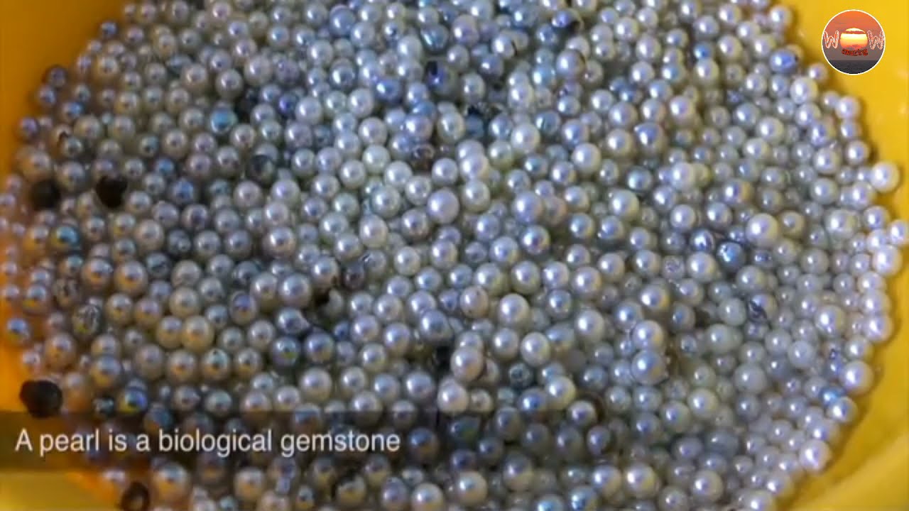 How to grow pearl from oyster-Amazing Pearl Cultivation Technology