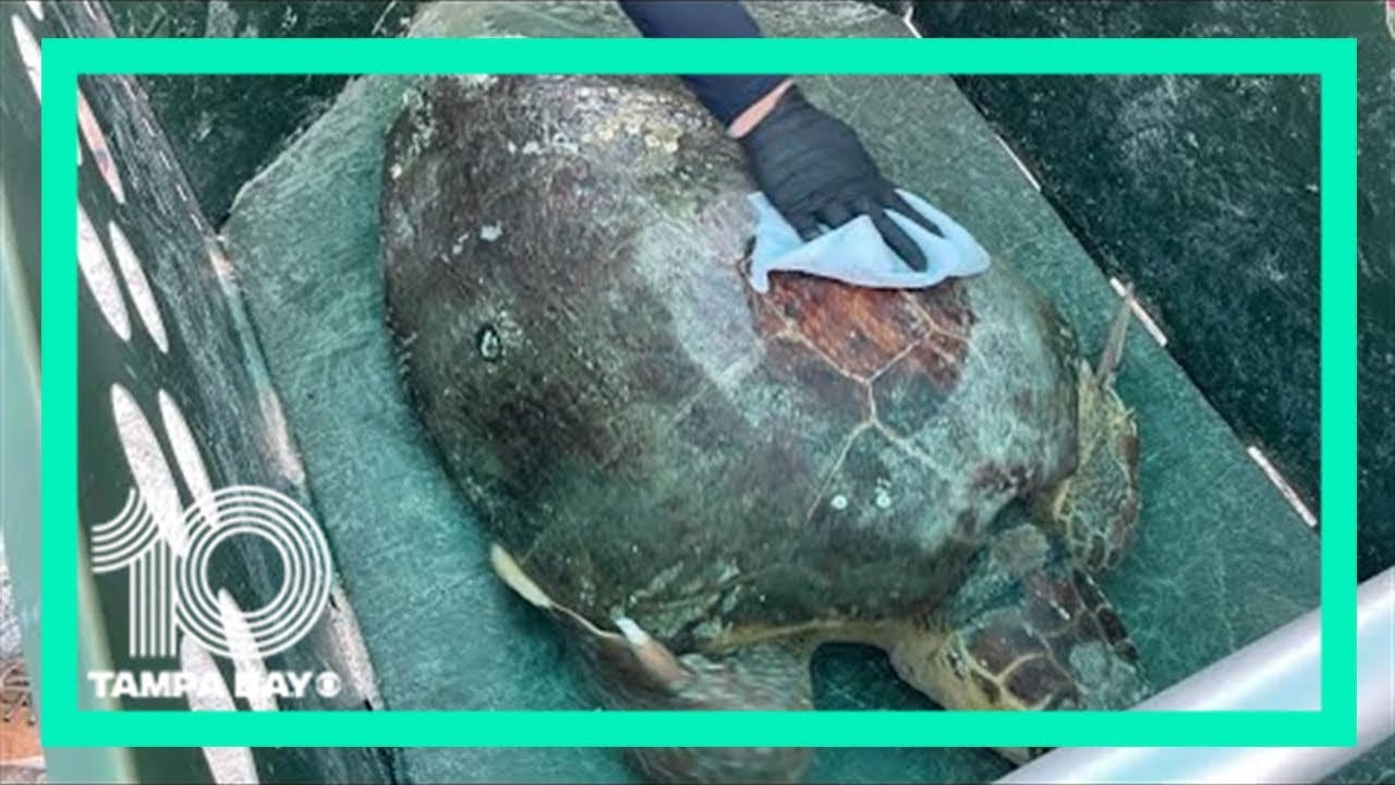 Sea Turtle Conservancy releases loggerhead named Esther off Anna Maria Island