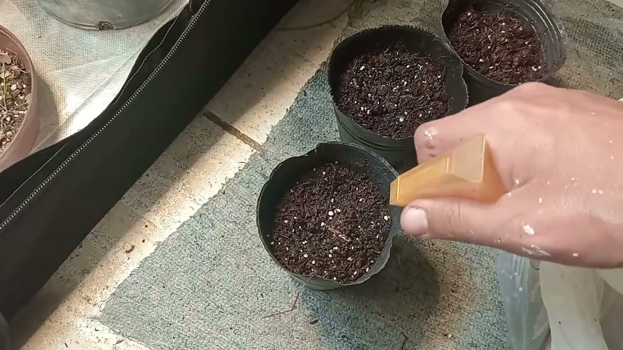 Seguimiento de autocultivo terapéutico. Germinacion de 2 auto runtz y 1 gorilla glue  fast 