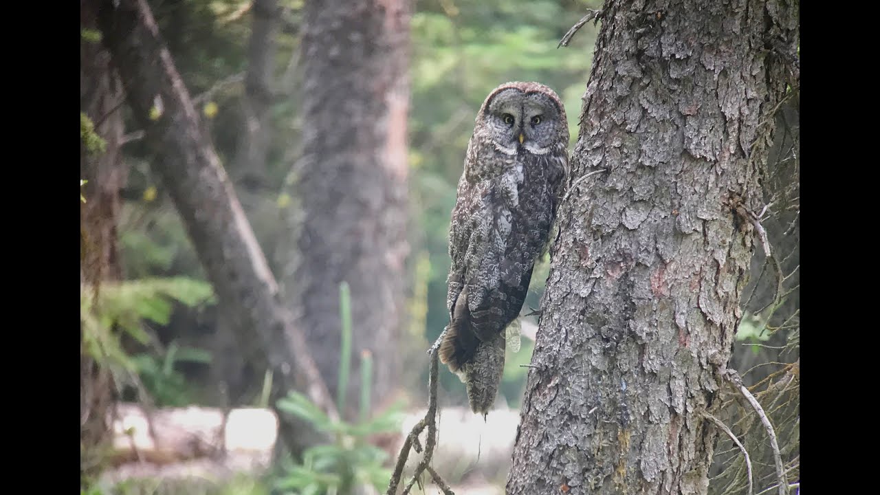 Birding British Columbia