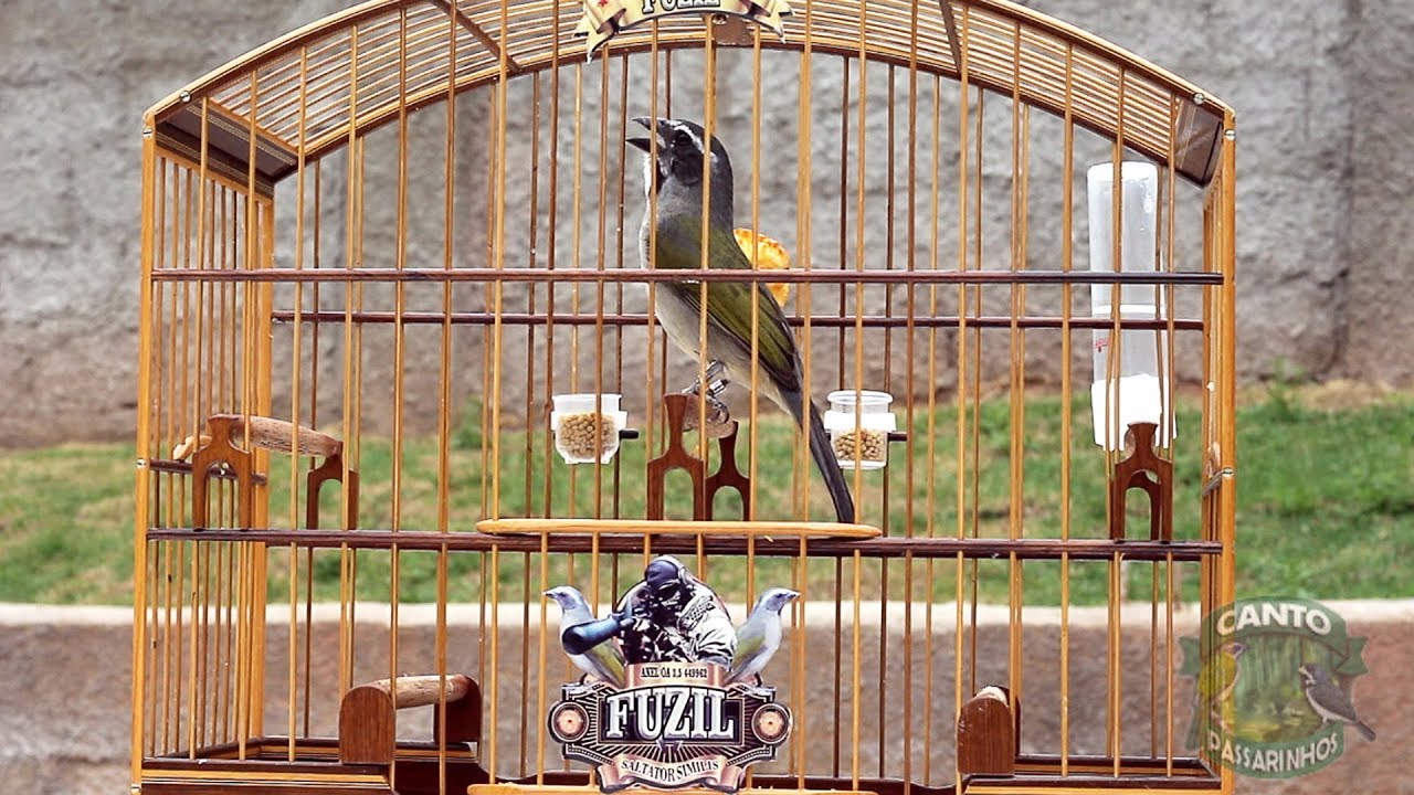 O campeão de torneios TRINCA FERRO FUZIL com um ESTOURO de CANTOS | ESQUENTE FULL HD