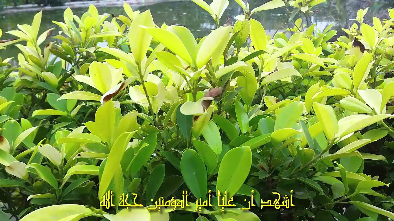 الأذان جعفر الدرازي
