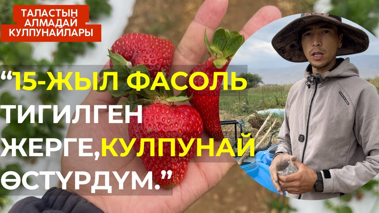 Агроном менен 0 дон баштап иштешкен, Бакмурат байке менен маек.