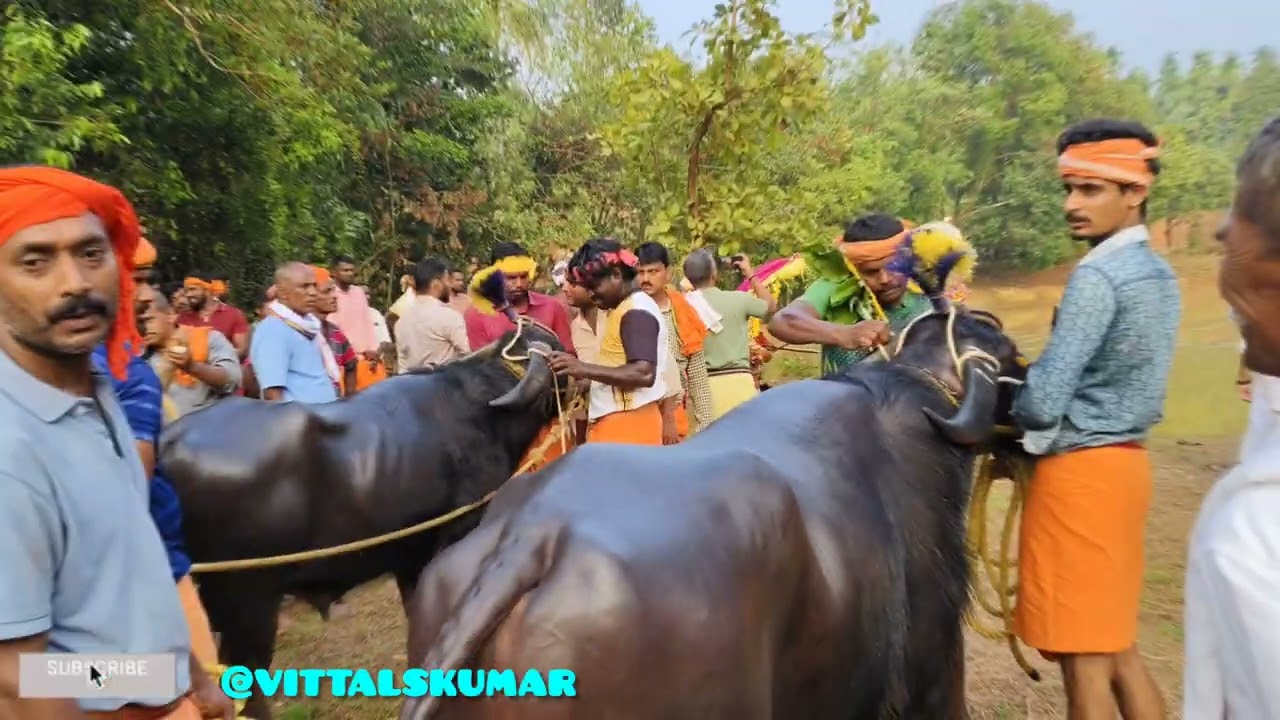 ಬಾರಾಡಿ ಬೀಡು ಐತಿಹಾಸಿಕ ಸಾಂಪ್ರದಾಯಿಕ ಪೂಕರೆ ಕಂಬಳ BARADI BEEDU Historical traditional pookare KAMBALA 