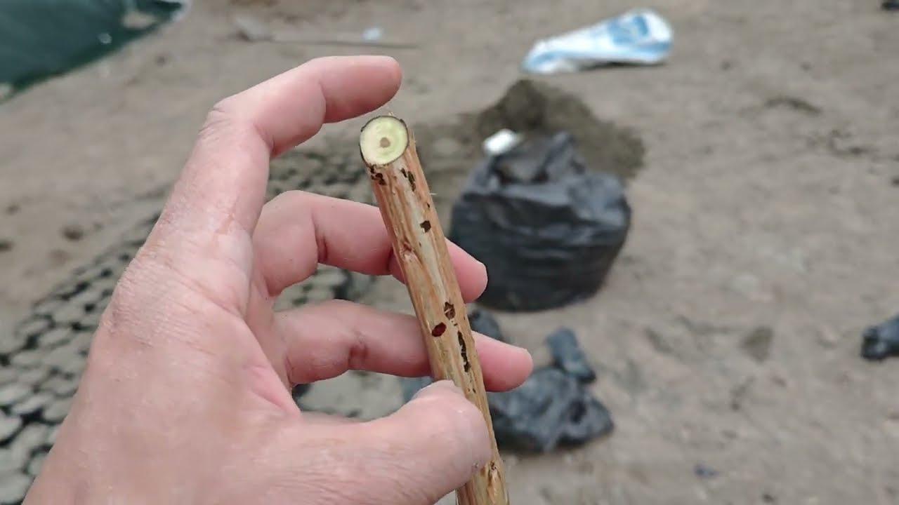 طريقة زراعة القلم بصوره سلسه وسهلة