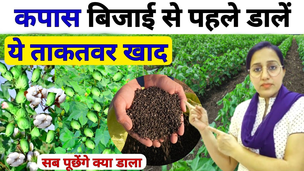 कपास की बिजाई के पहले डालें💪सबसे ताकतवर खाद 🤑तूफानी पैदावार | kapas ki kheti | Kapas ki Top Variety