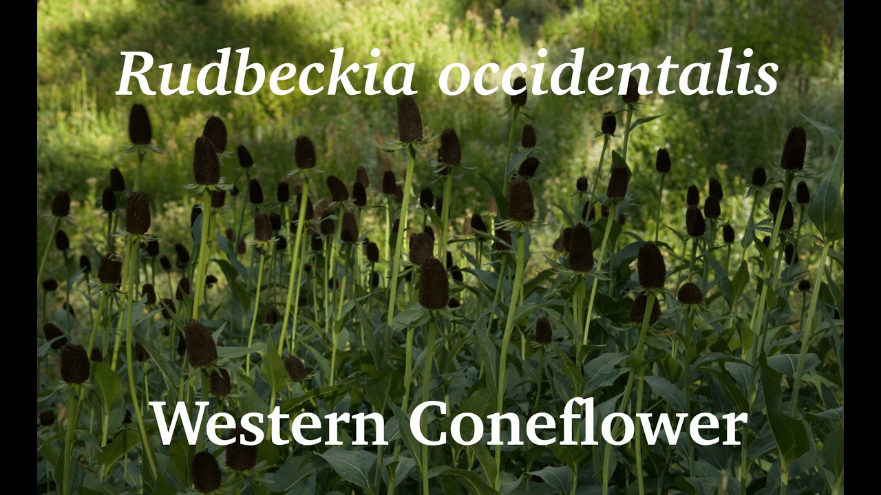 Species profile: Western Coneflower (Rudbeckia occidentalis)