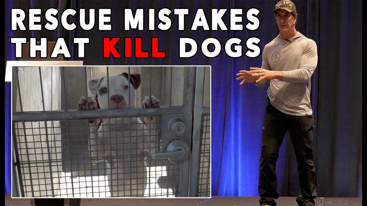 The Biggest Mistake that Dog Rescues Make - and it gets GOOD DOGS Killed