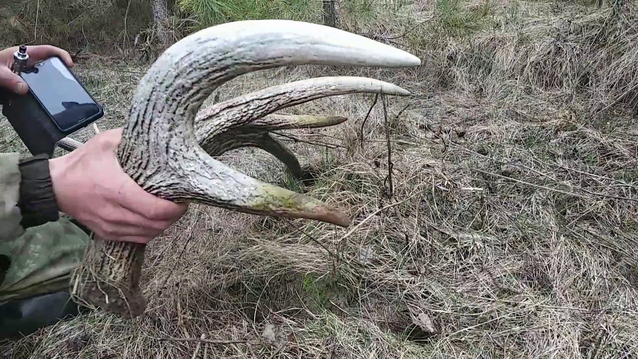 Я с другом, нашел рога лося. Апрель 2019. Супер день.