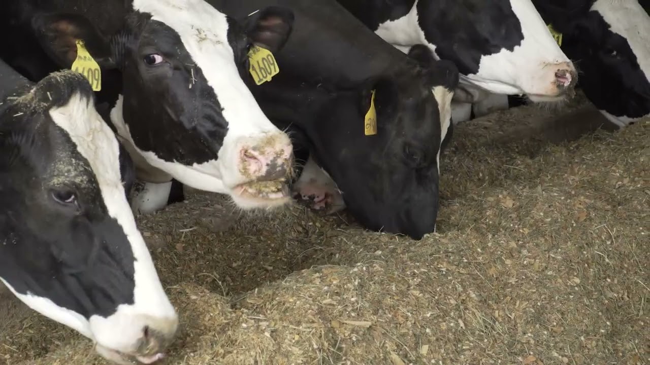 Dairy IPM & Manure Management