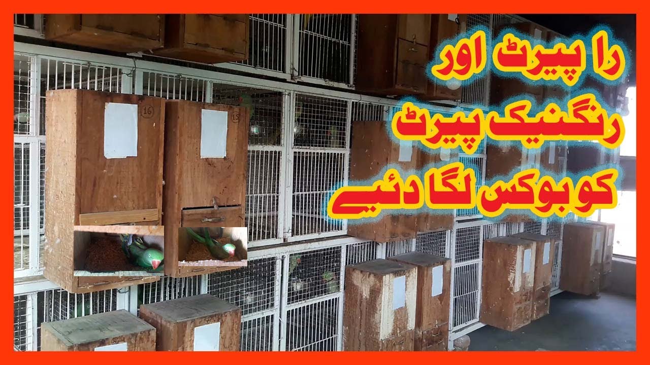 Installed the box to Raw Parrot and Ringneck Parrot/Raa parrot aur ringneck parrot ko box laga diye