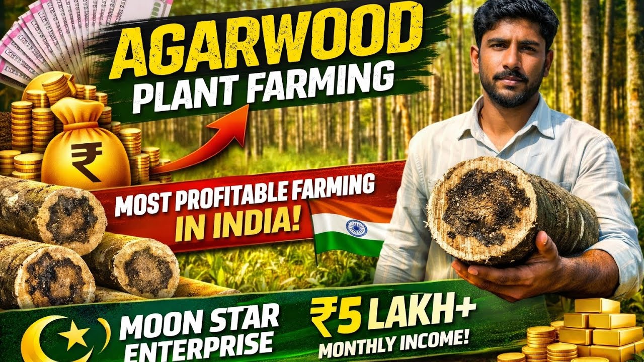 🌱💰 AGARWOOD = Money Tree 🌿 | High Profit Plantation🌿🚀 India’s🇮🇳 Most Profitable Tree? Agarwood plant