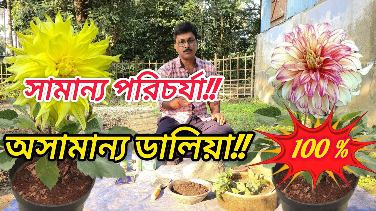 How to  care  Dahlia // ডালিয়ার পরিচর্যা। অসামান্য ডালিয়া!! 🌼🔥 #gardening #winterflower