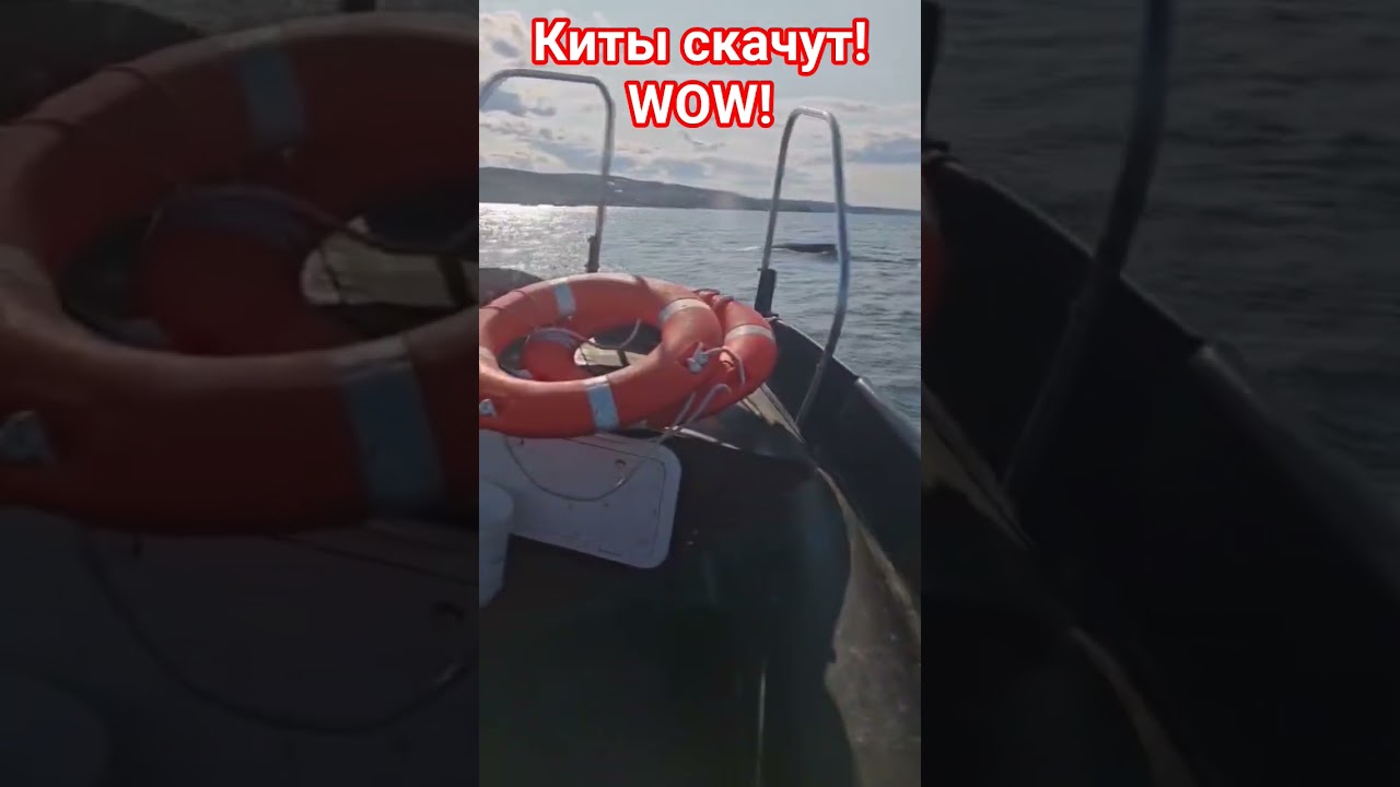 киты скачут в Териберке #море #природа #teriberka #travel #киты #whale  #wow #happy #yahoo