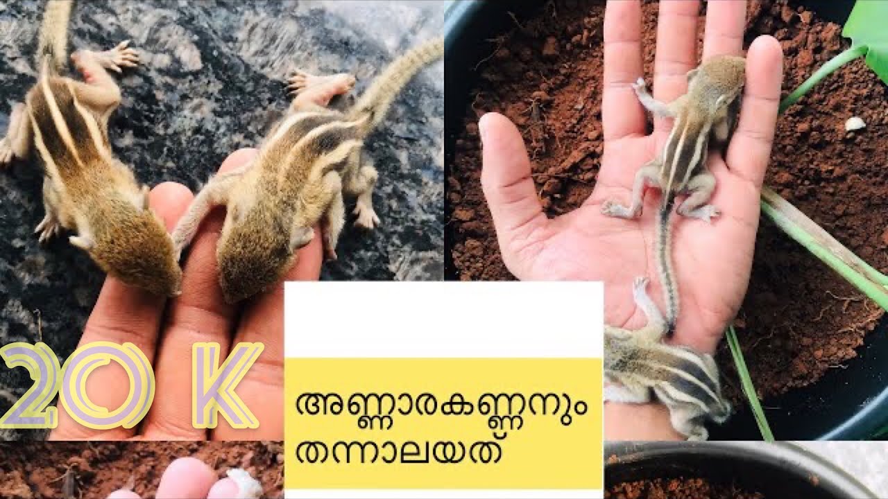 How to pet squirrel 🐿🐿 എങ്ങനെ അണ്ണാൻ കുട്ടിയെ വളർത്താം||