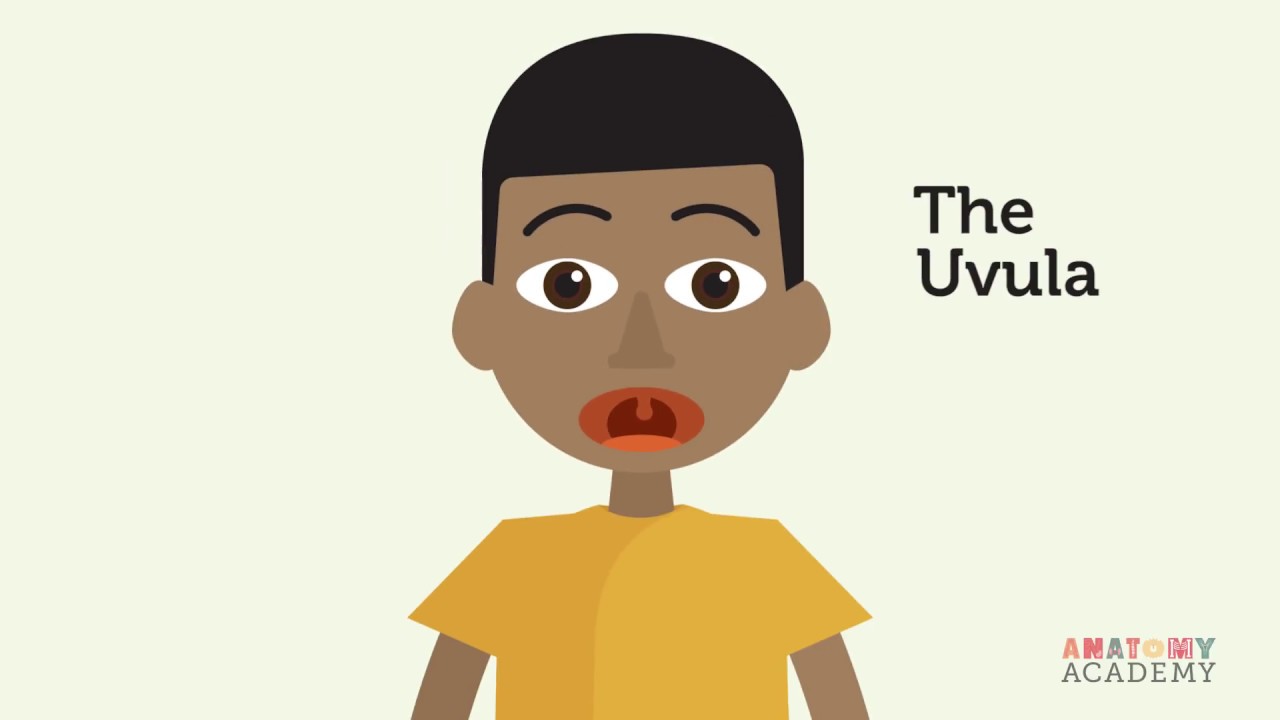 WHAT IS THE UVULA?