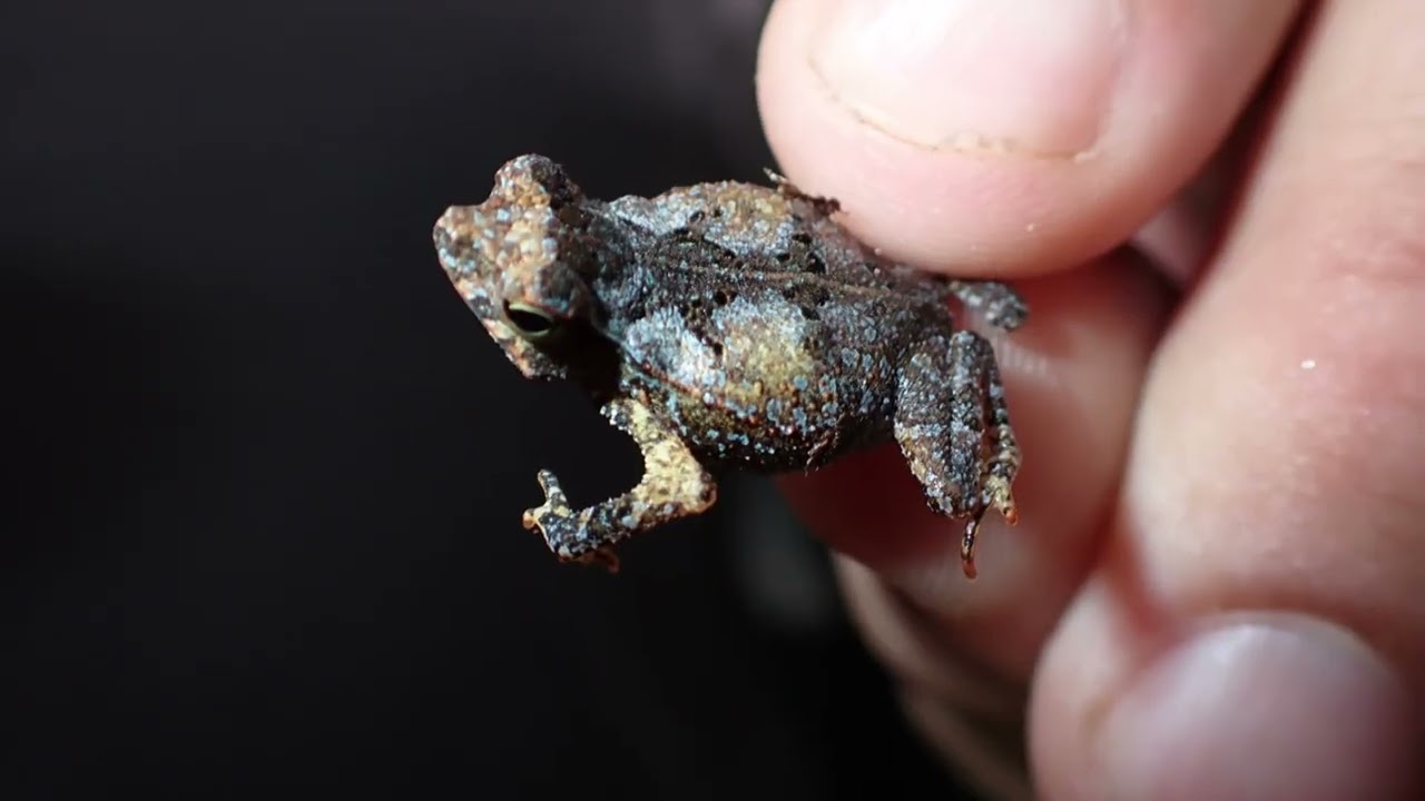 Acre Março de 2026 - Oficina Amostragem da Herpetofauna em Módulos RAPELD.