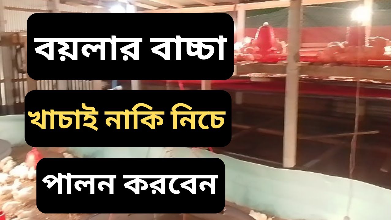 বয়লার মুরগির বাচ্চা ব্রুডিং | খাঁচা না মেঝে ভালো? আসল পার্থক্য জানুন