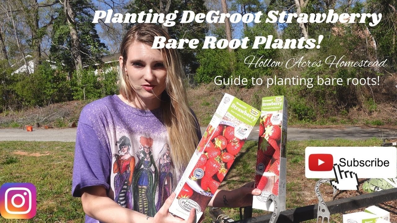Planting DeGroot Strawberry Bare Roots | Hollow Acres Homestead