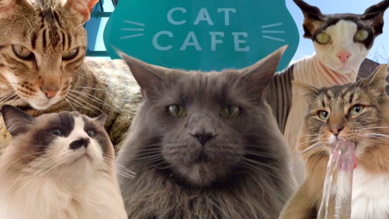 EDINBURGH CAT CAFE | Maison de Moggy.  Must for Cat Lovers!  Sphynx, Norwegian Forest, Bengal & more