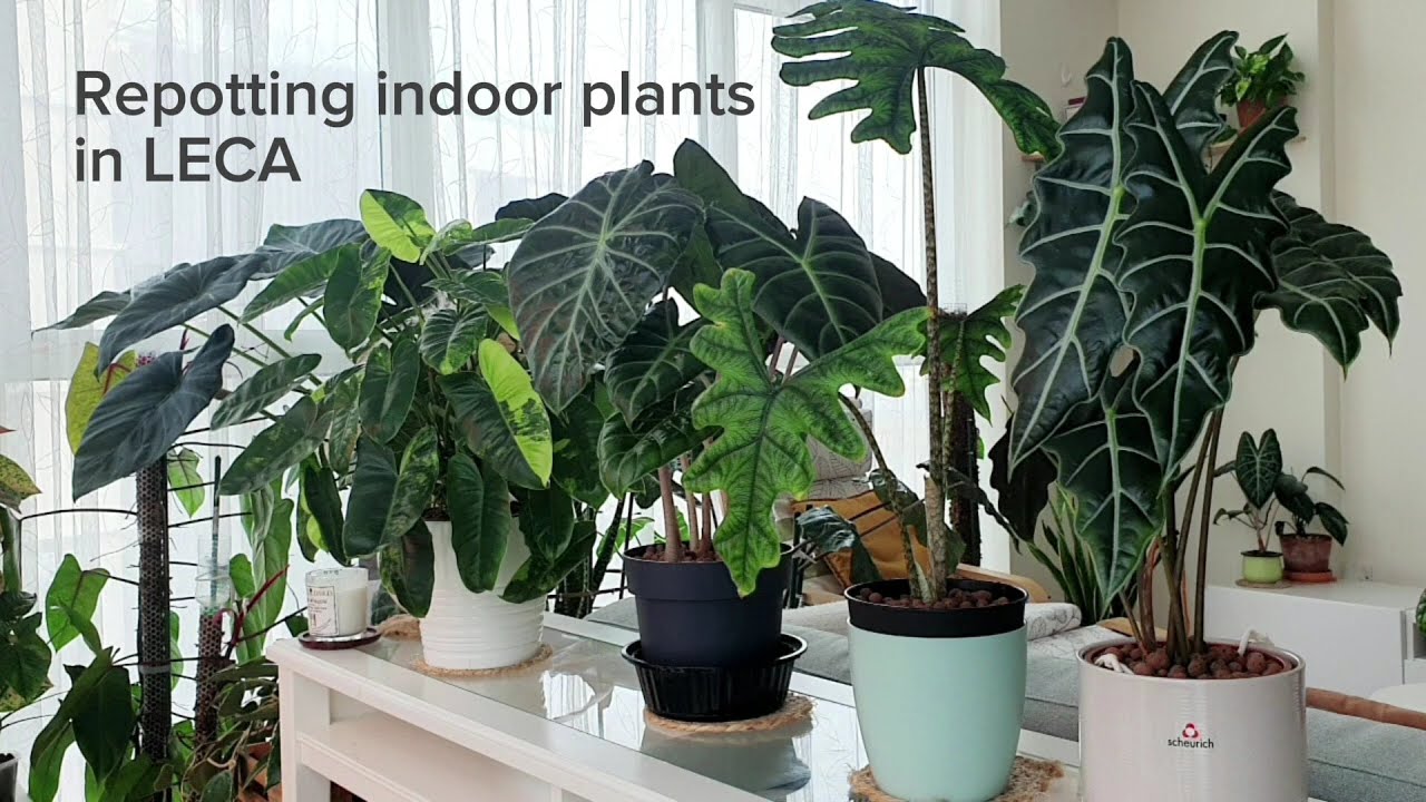 Repotting and Combining Indoor Plants in LECA | Plant Care & Maintenance
