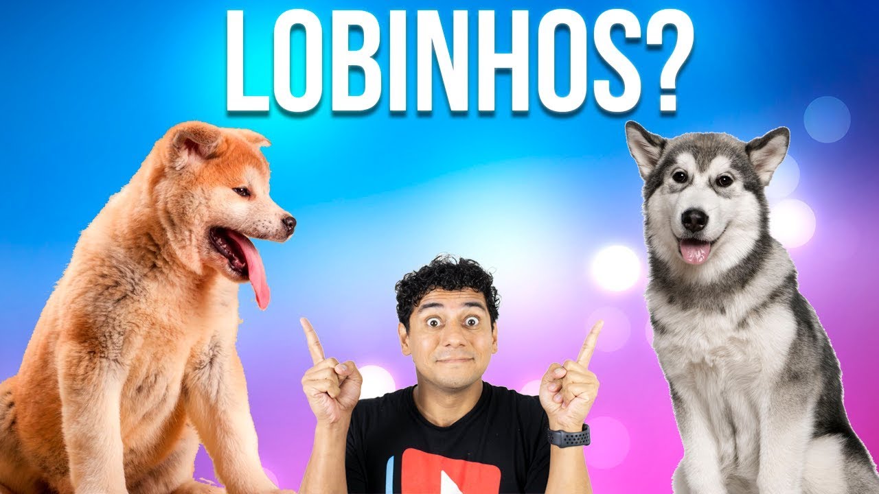 Akita x Husky - Batalha de Cães - Qual raça vai ganhar essa?