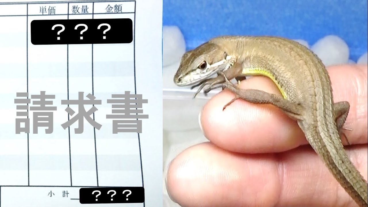カナヘビを動物病院に連れて行くといくら請求されるのか