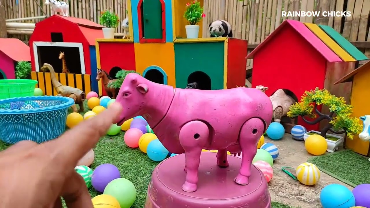 RAINBOW CHICKS & BUNNY FUN WITH COLOR BALLS || COLOURFULL CHICK