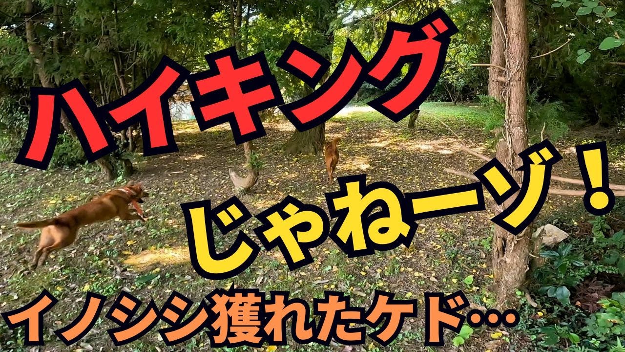 やりたい放題の猟犬ブッチャーに、ハイキング感覚のアキと行くイノシシ有害鳥獣駆除！