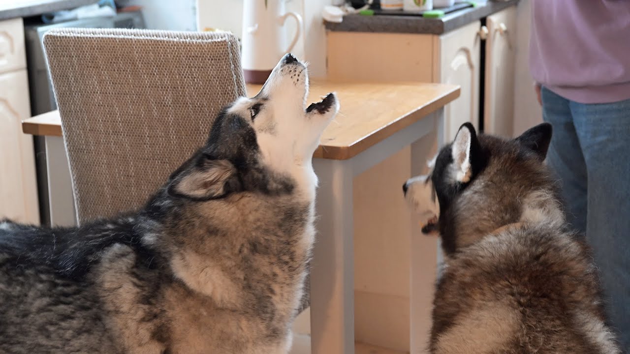Husky Argues With Nan About Who Makes Rules!
