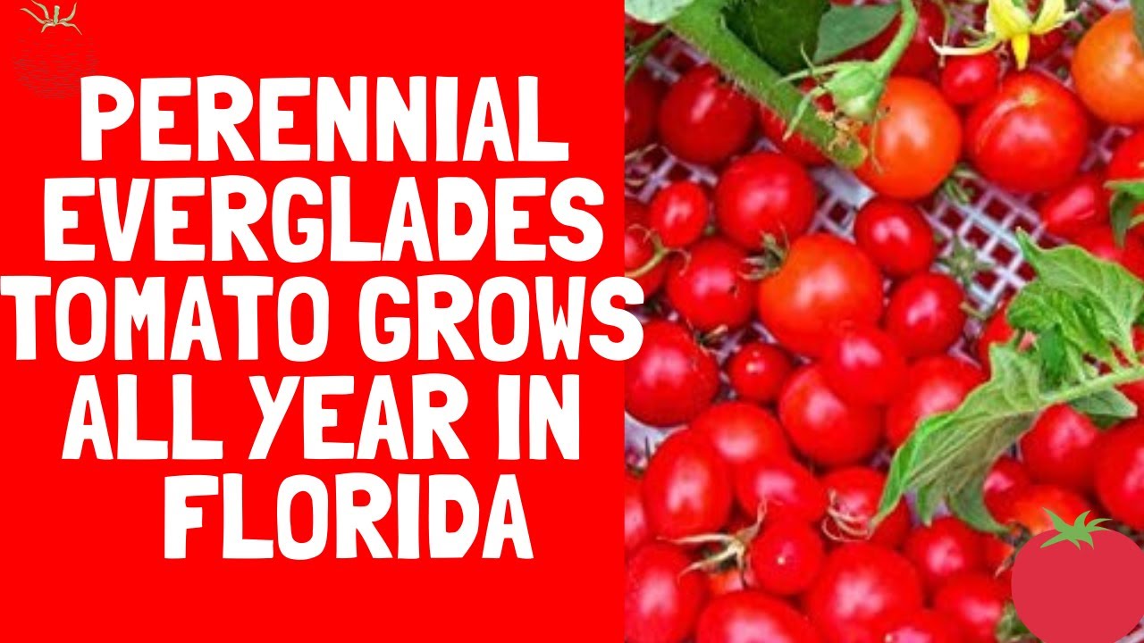 Perennial Everglades Tomato Grows All Year- Gardening