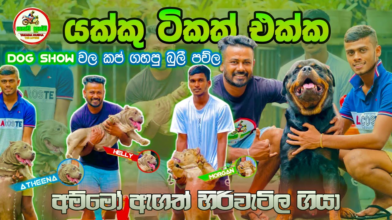 American bully in Sri Lanka කප් ගහන මුගන් & හේලී/ බල්ලෝ 7ක් බලාගන්නවා පනටත් වඩා ආදරයෙන්