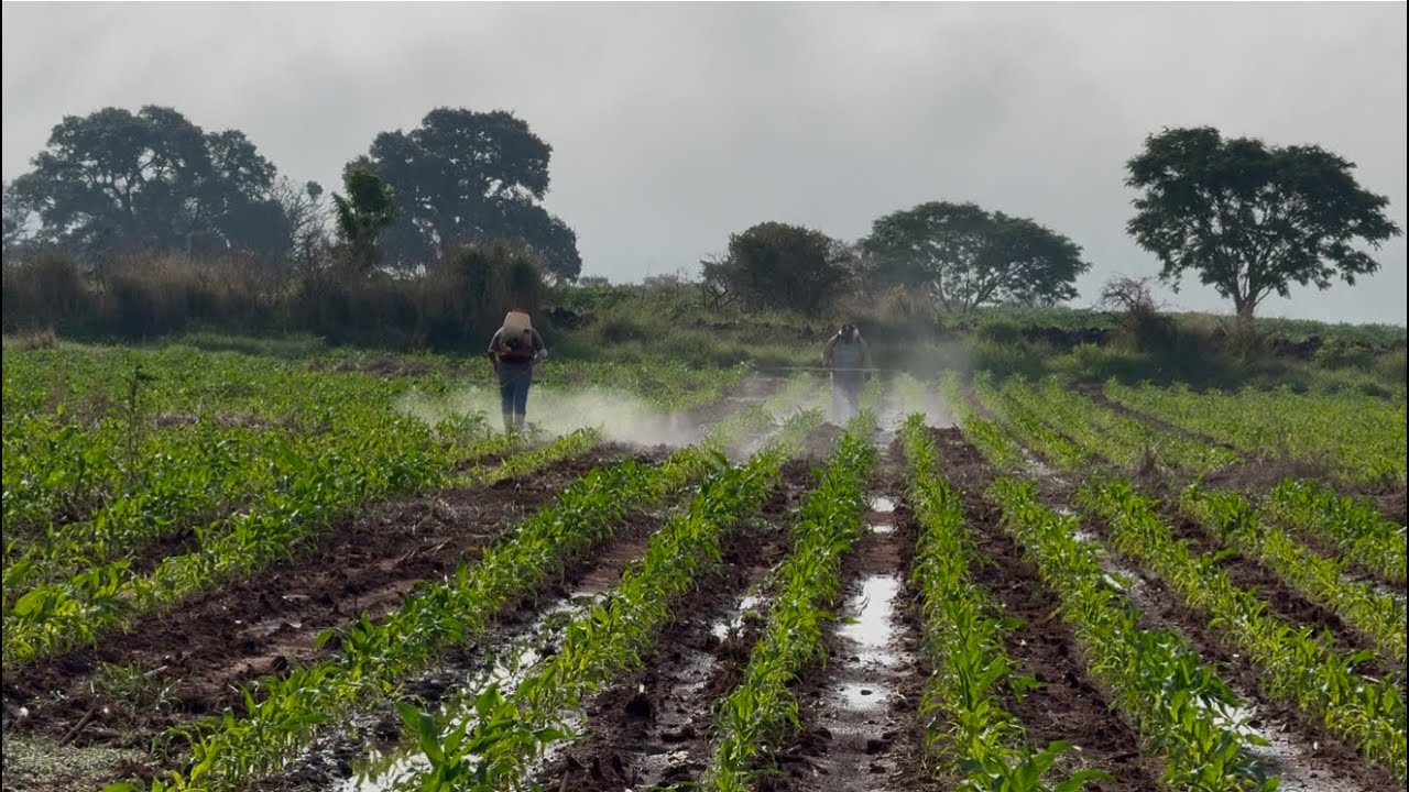 Más de 100,000 pesos PERDIDOS en siembra de MAÍZ POR INTOXICACIÓN DE HERBICIDAS. (¿¿Se salvó??)