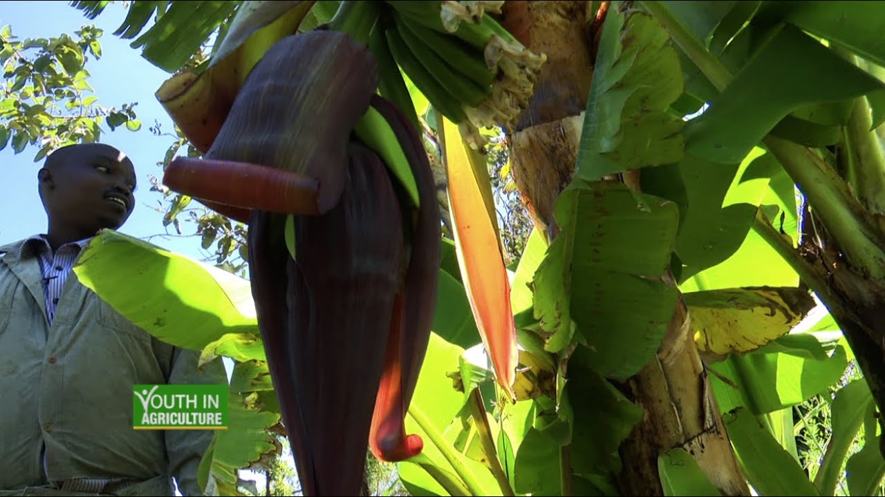 Passionate about sustainable ecological agriculture and thriving at it - Youth in Agriculture