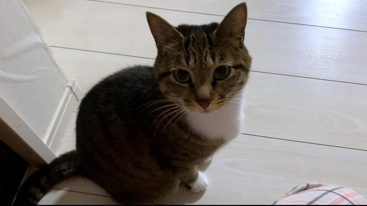 タビちゃんの休日#cat #猫 #キジシロ #靴下猫 #ねこのいる生活 #多頭飼い 