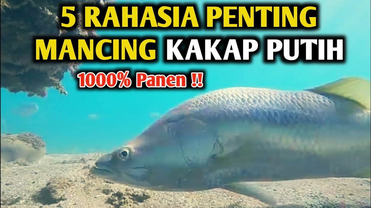 5 Ciri-ciri Sarang IKAN KAKAP PUTIH BESAR // Mancing Kakap Putih