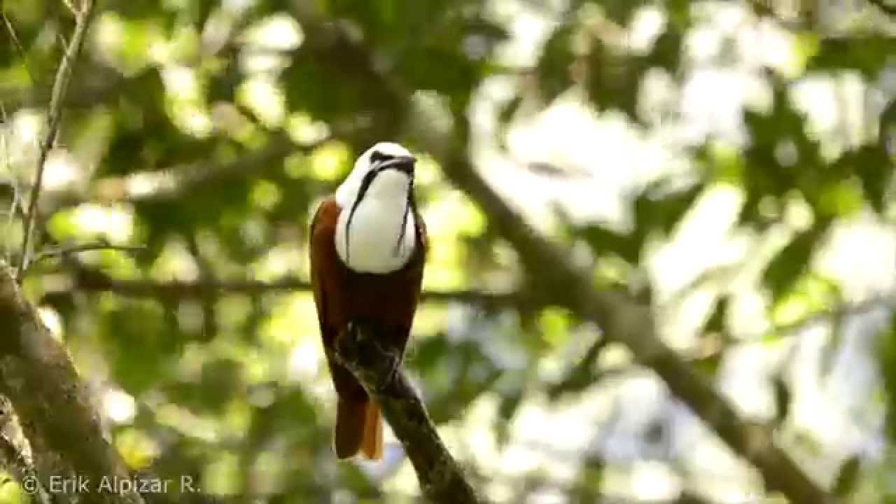Pájaro Campana