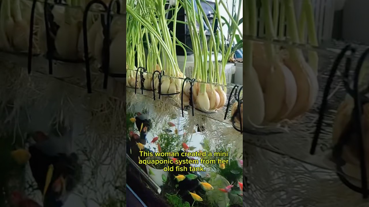 Grow Garlic and Raise Fish in One Tank | Easy Aquaponics Idea