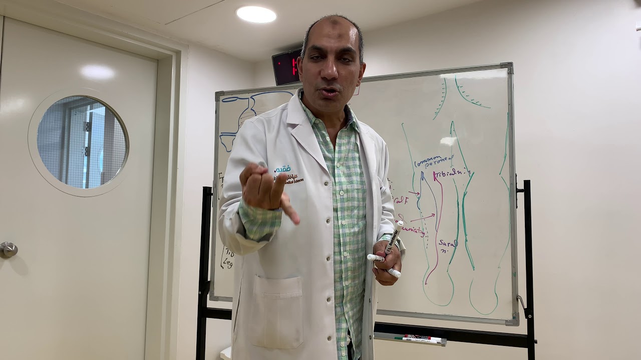 Common, deep& superficial peroneal nerves ( Lower limb 18)