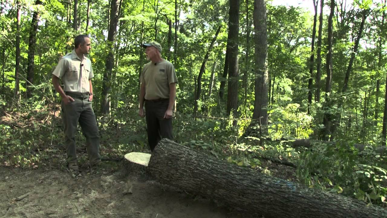 Timber Harvest at Martin State Forest | Indiana DNR