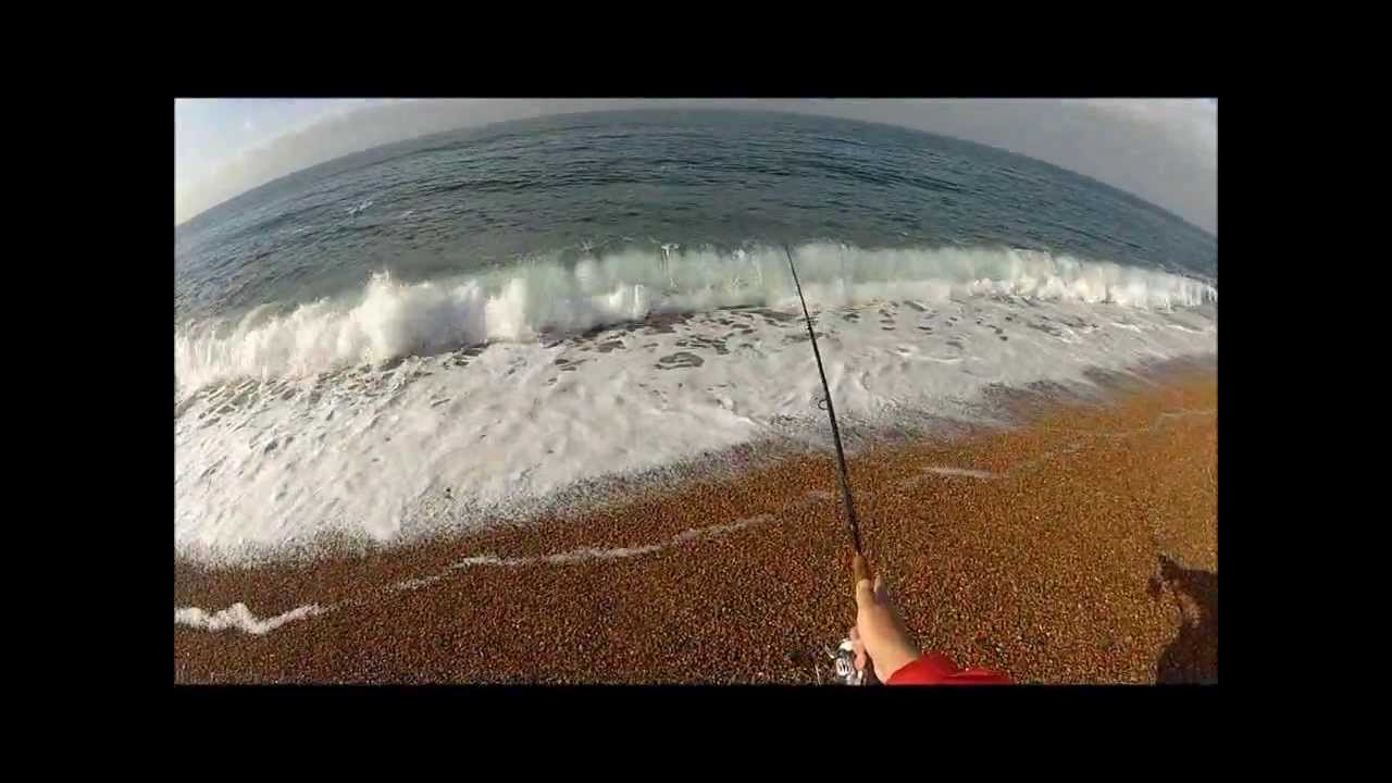 Wild harvest at Chesil Beach