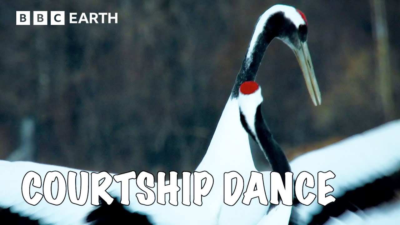 Red-Crowned Cranes Are Stylish Superstars | Asia Fun Facts | BBC Earth Kids