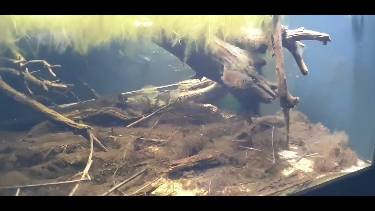 Biotope aquarium for betta macrostoma