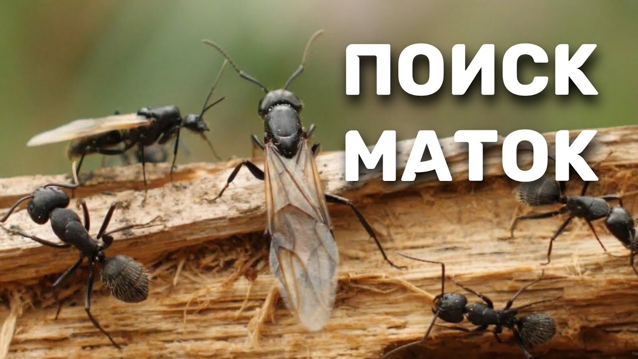 Поиск маток гигантских муравьев! Лёт муравьиных королев в лесу | Дневник Кипера
