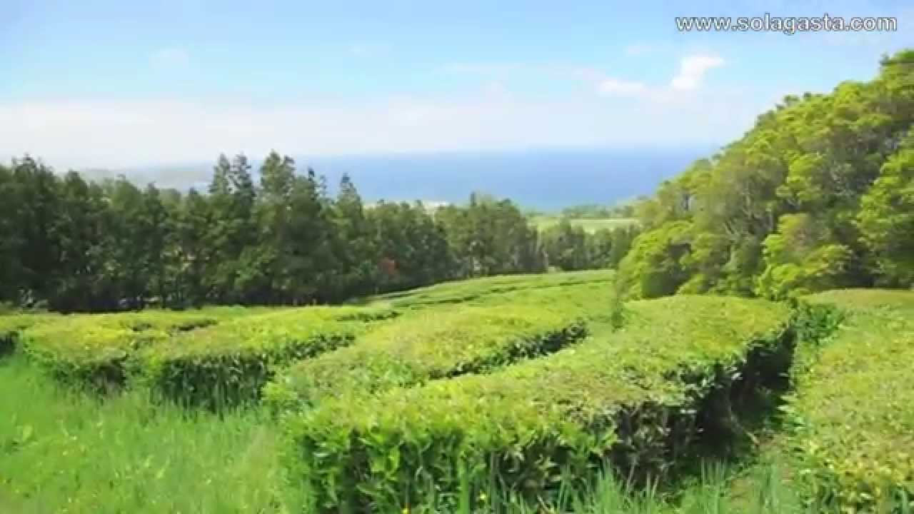 PRC28SMI - Trilho Pedestre Chá Gorreana (Ribeira Grande - Açores)