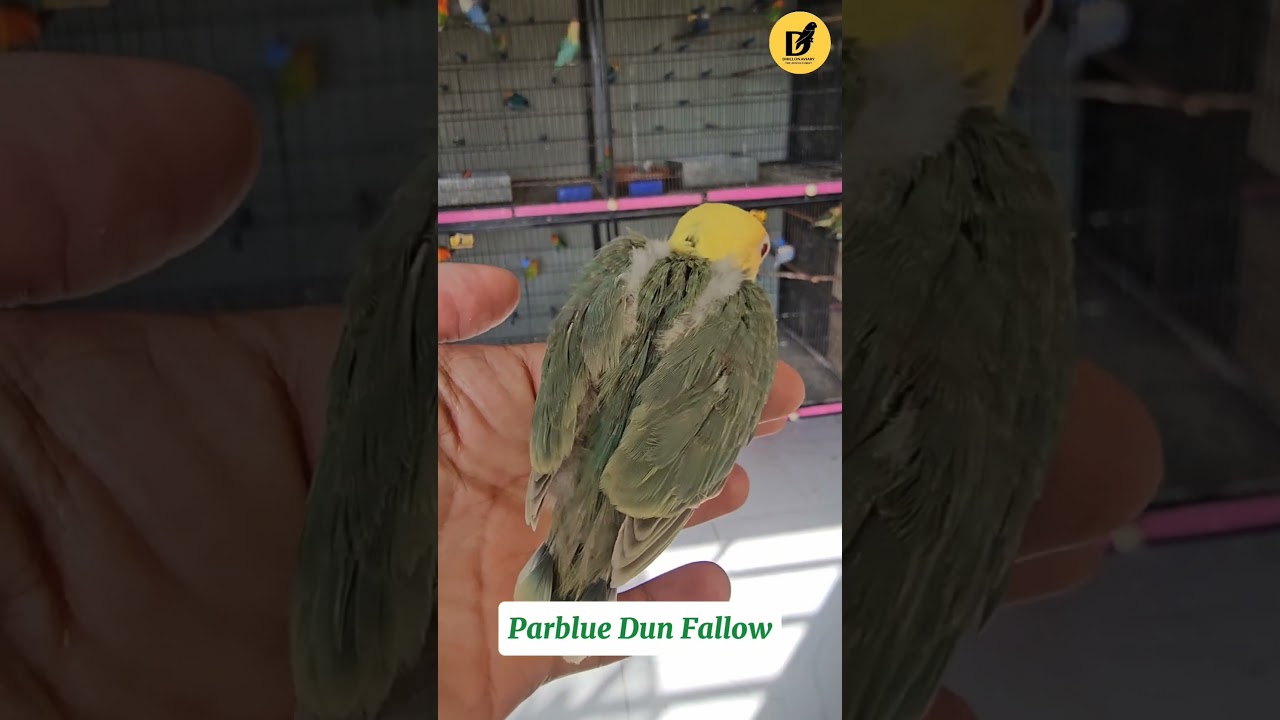 Parblue Dun Fallow! 