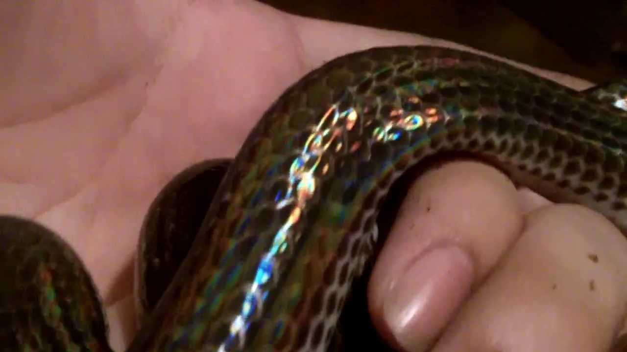Angel's Sunbeam Snake