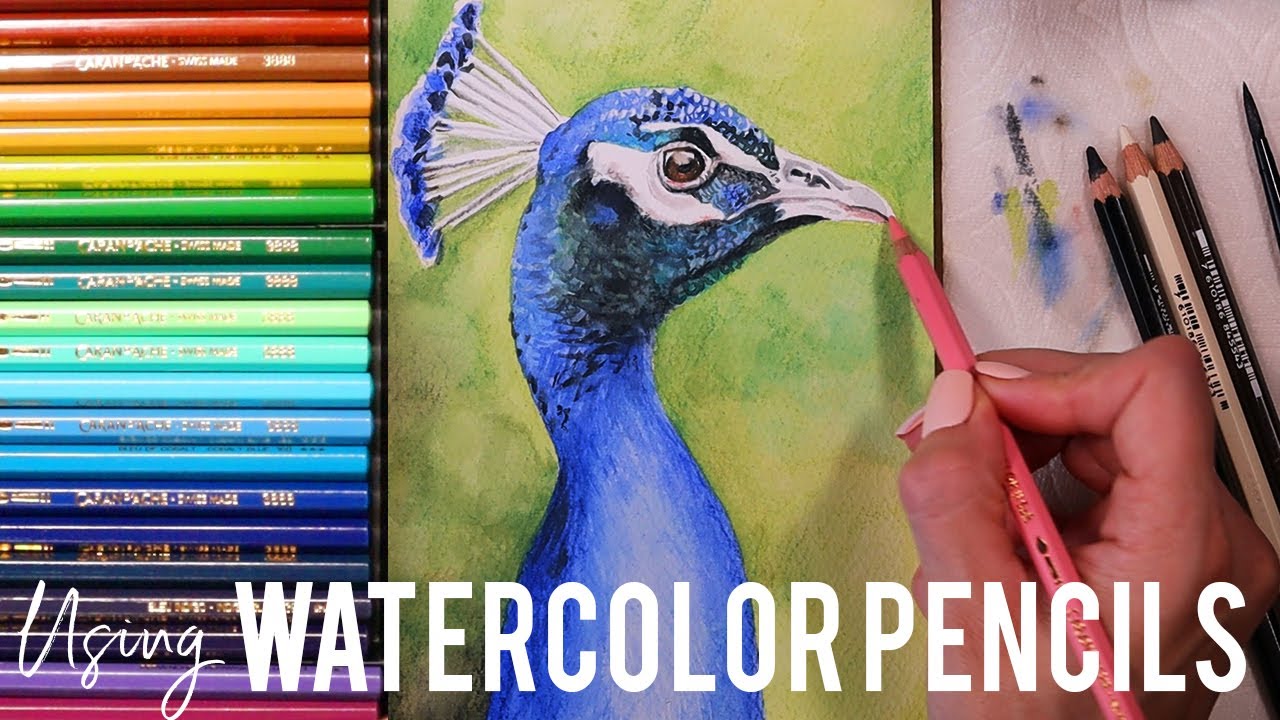 How to Paint a Realistic Peacock Using Watercolor Pencils