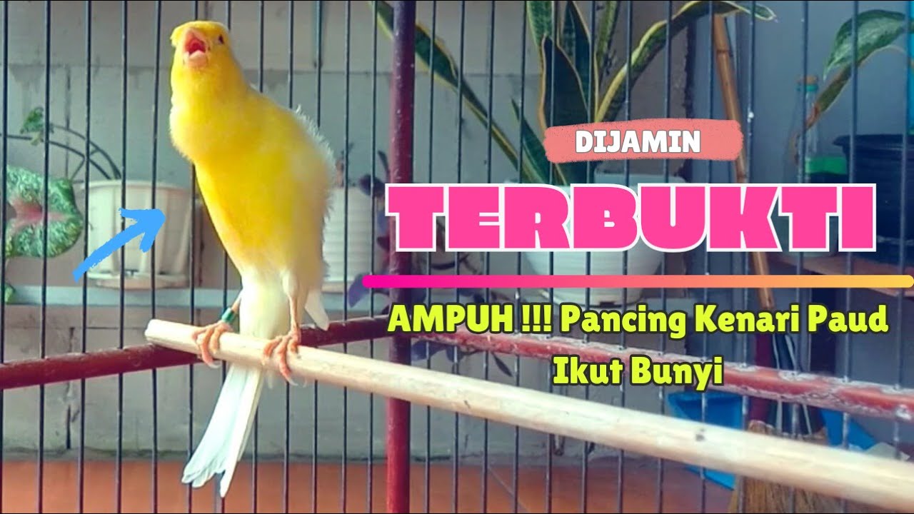 TERBUKTI !!! Suara Pancingan KENARI Paud Belajar Bunyi Ngeriwik || Masteran KENARI Paud || Part 158